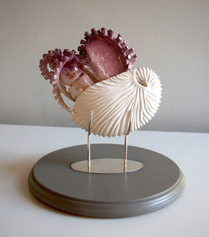 Argonaut Argo, Argonautidae
