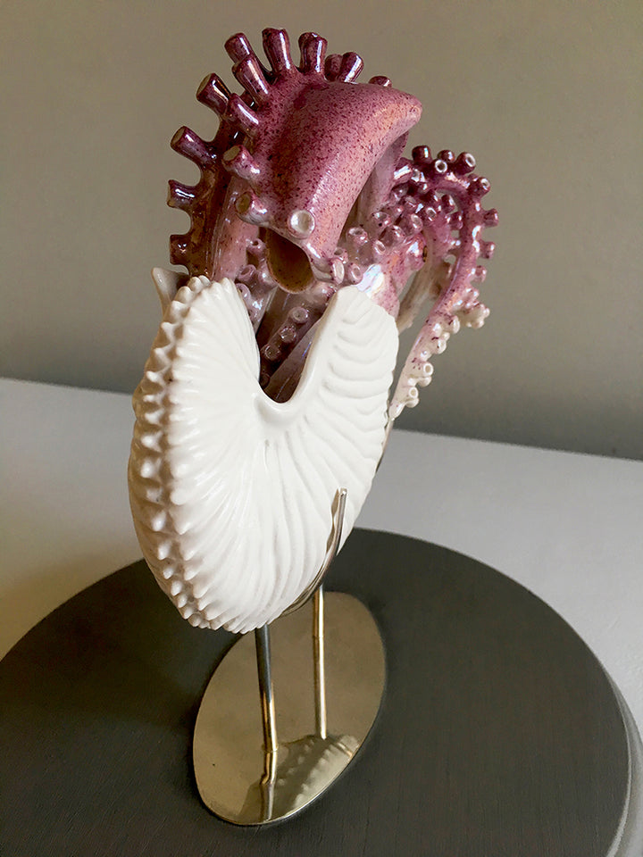 Argonaut Argo, Argonautidae